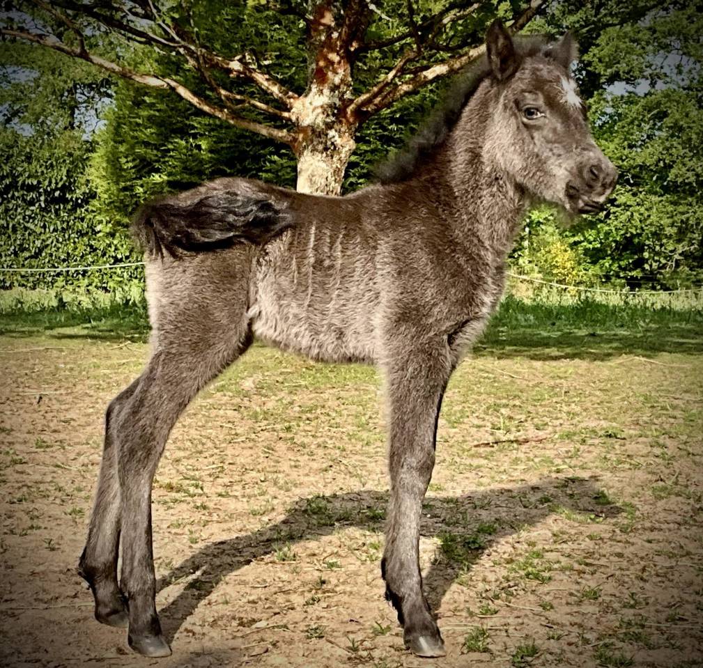 Colt Dartmoor For sale 2026 Grey