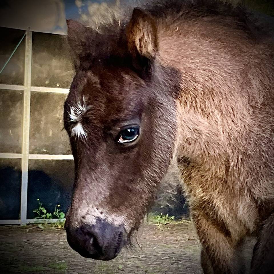 Colt Dartmoor For sale 2026 Grey