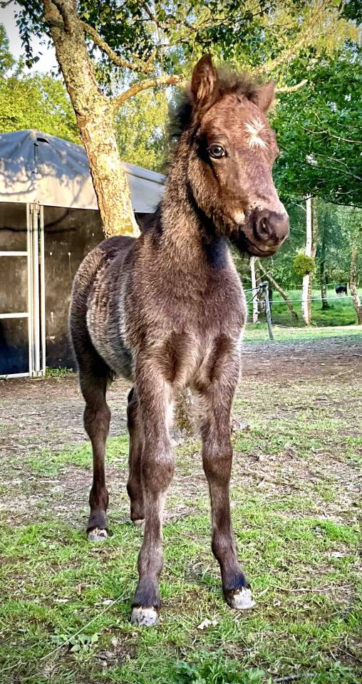 Colt Dartmoor For sale 2026 Grey