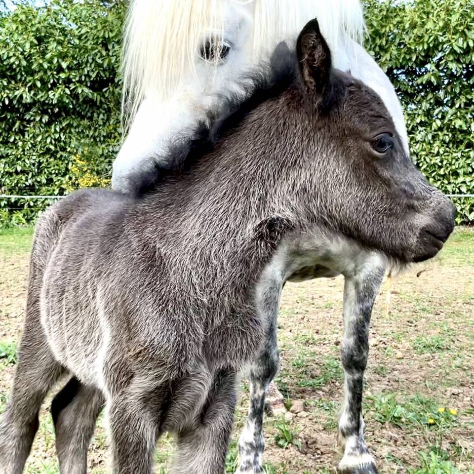 Colt Dartmoor For sale 2026 Grey