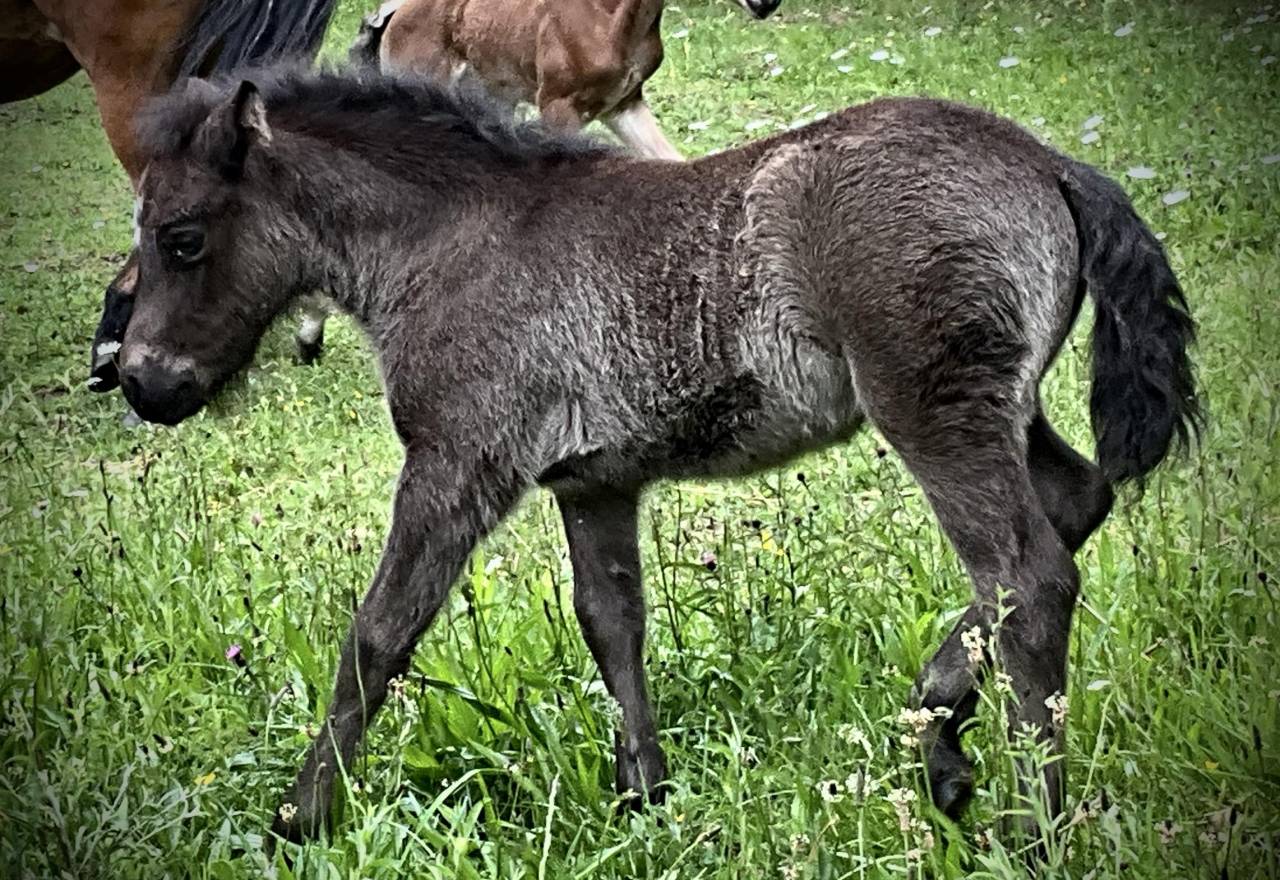 Colt Dartmoor For sale 2026 Grey