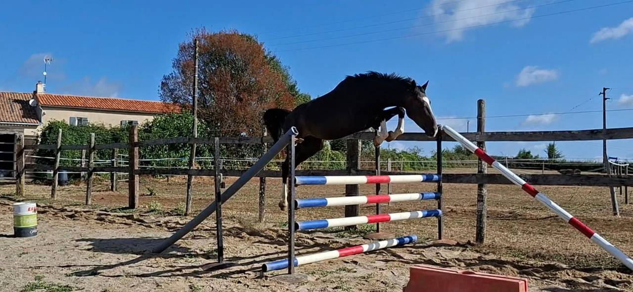 Gelding Selle Fran&ccedil;ais For sale 2022 Dark Bay