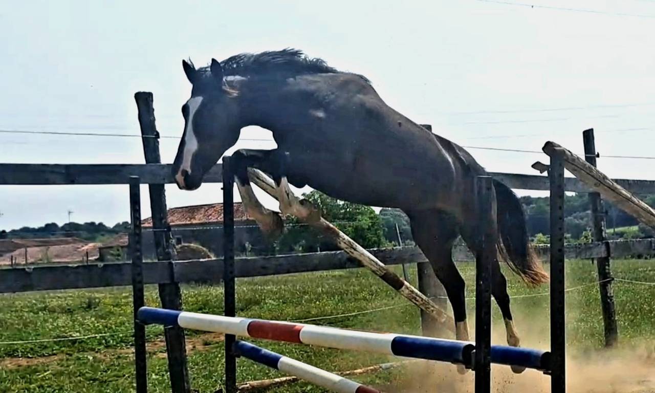 Gelding Selle Fran&ccedil;ais For sale 2022 Dark Bay