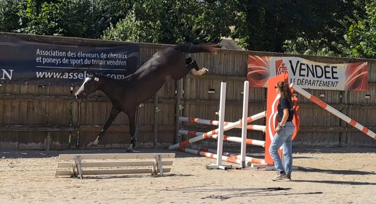 Gelding Selle Fran&ccedil;ais For sale 2022 Dark Bay