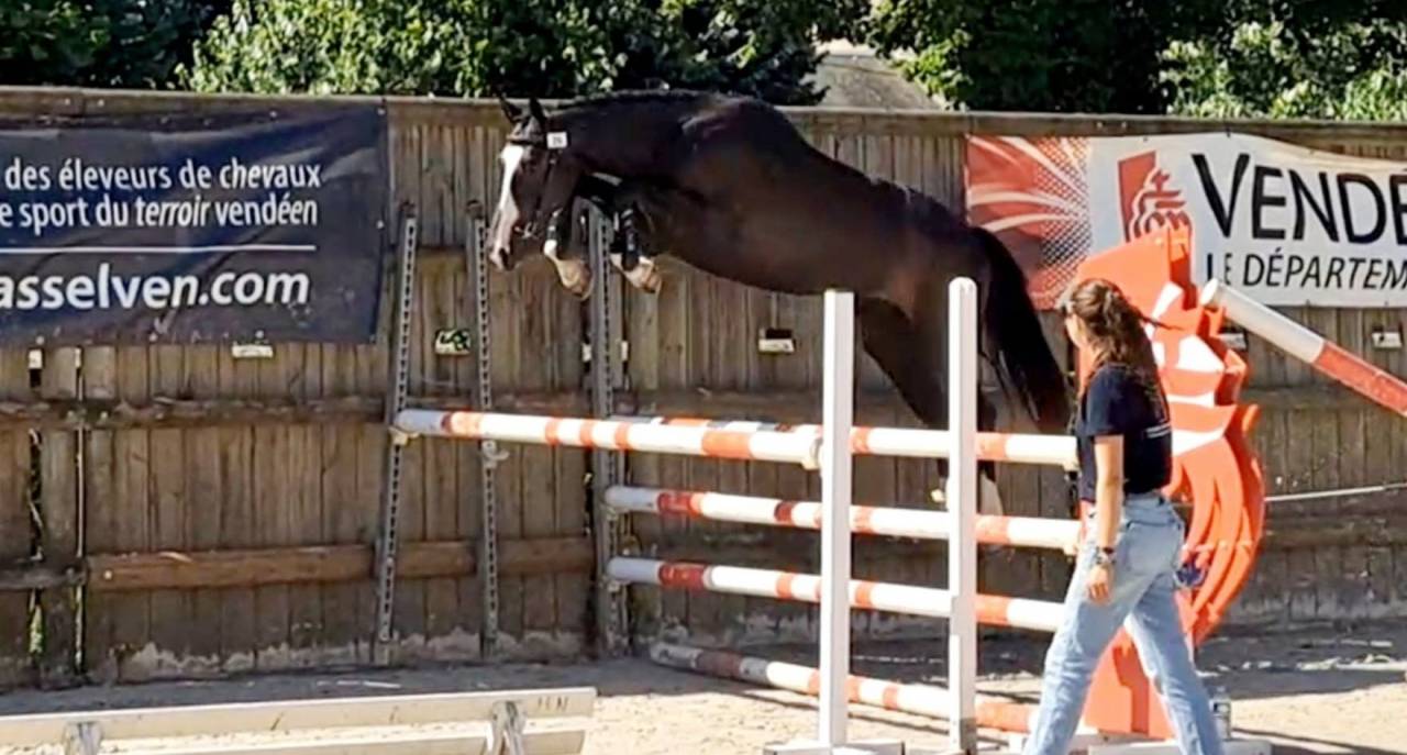 Gelding Selle Fran&ccedil;ais For sale 2022 Dark Bay