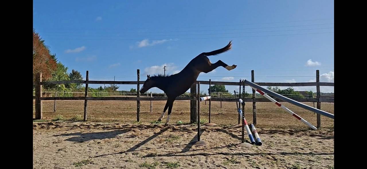 Gelding Selle Fran&ccedil;ais For sale 2022 Dark Bay