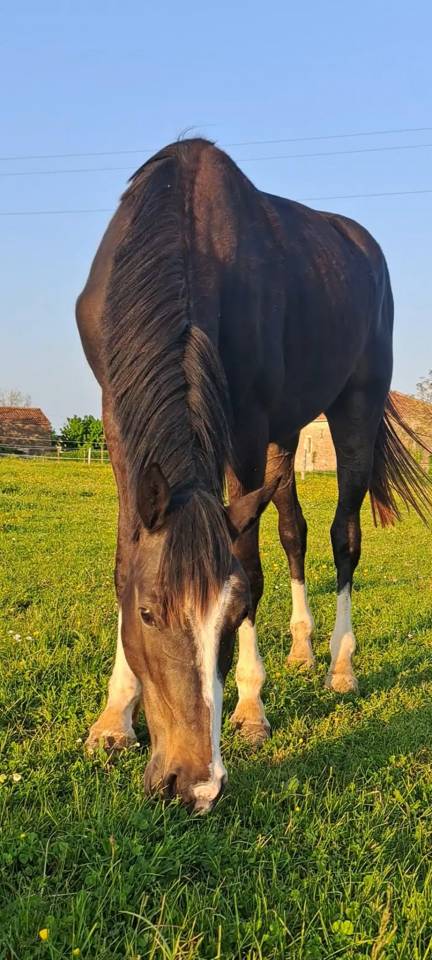 Gelding Selle Fran&ccedil;ais For sale 2022 Dark Bay