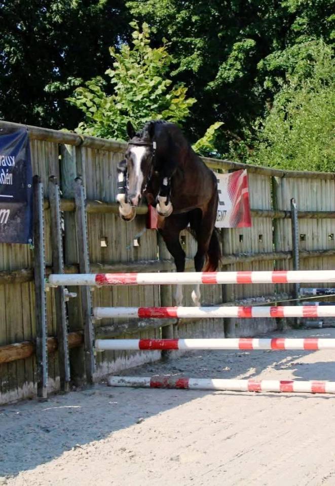 Gelding Selle Fran&ccedil;ais For sale 2022 Dark Bay