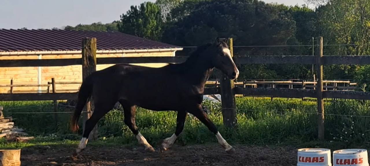 Gelding Selle Fran&ccedil;ais For sale 2022 Dark Bay