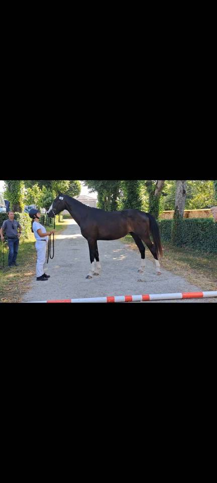 Gelding Selle Fran&ccedil;ais For sale 2022 Dark Bay