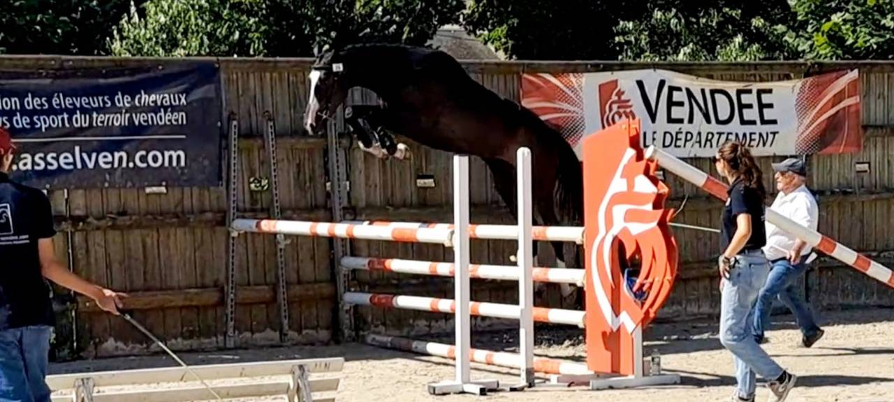 Gelding Selle Fran&ccedil;ais For sale 2022 Dark Bay