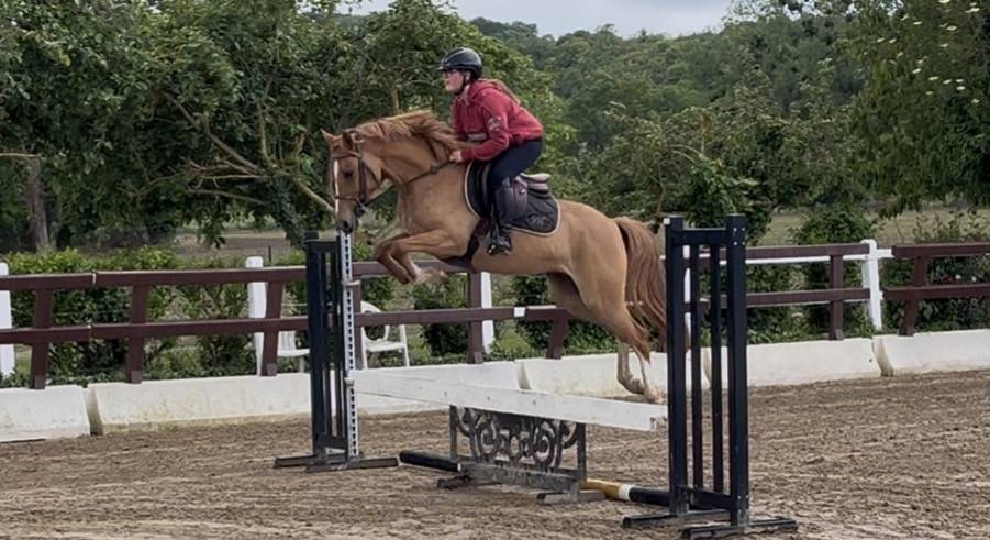 Mare French Saddle Pony For sale 2021 Chesnut
