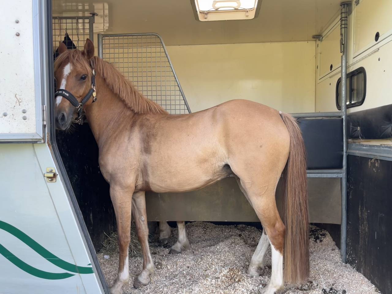 Mare French Saddle Pony For sale 2021 Chesnut