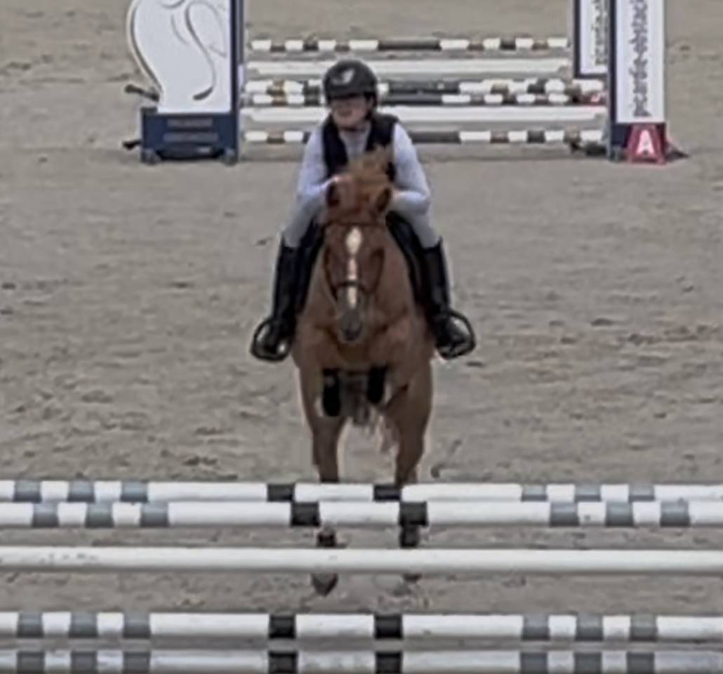 Mare French Saddle Pony For sale 2021 Chesnut