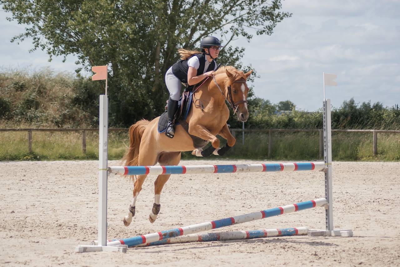 Mare French Saddle Pony For sale 2021 Chesnut