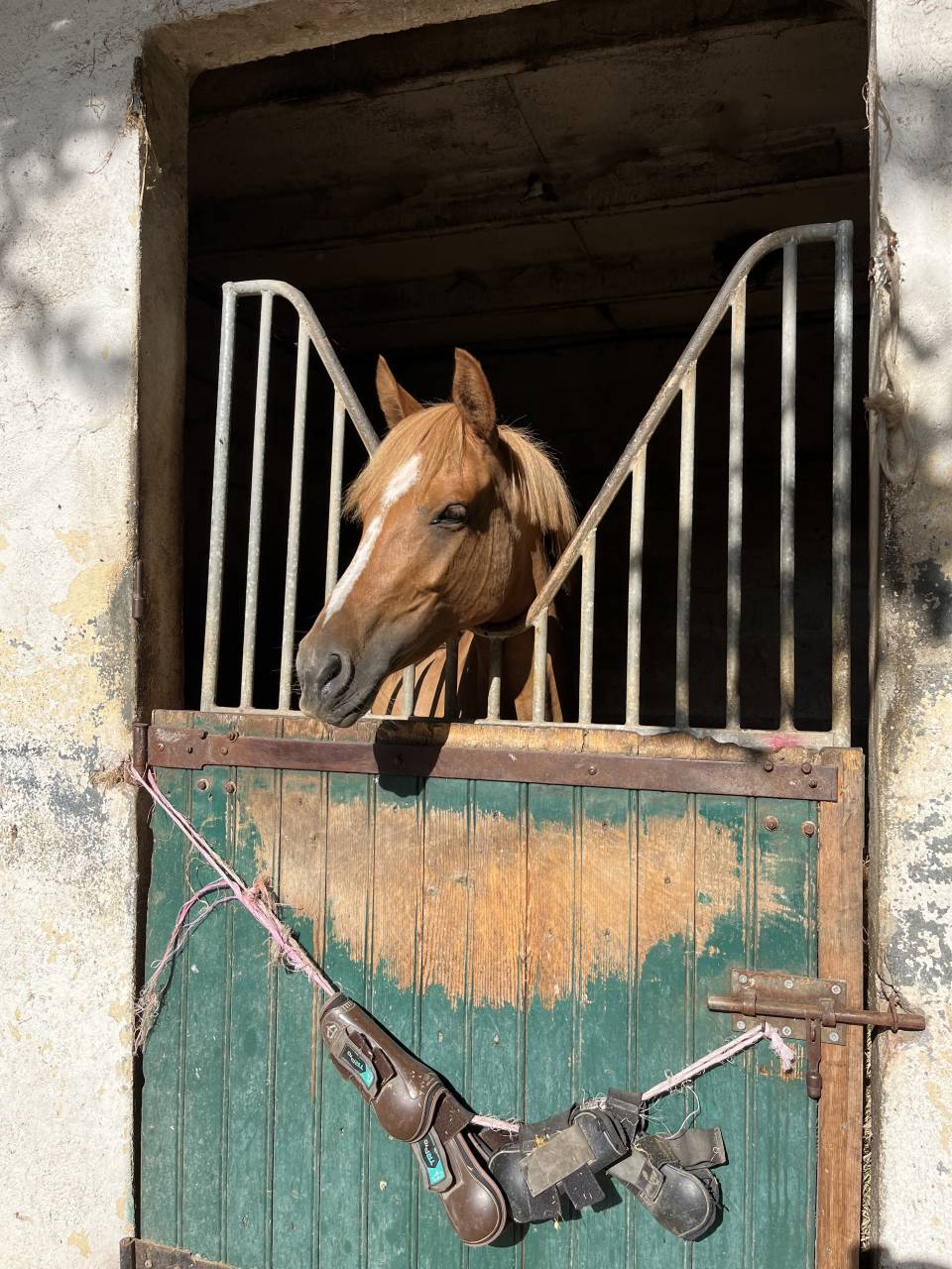 Mare French Saddle Pony For sale 2021 Chesnut
