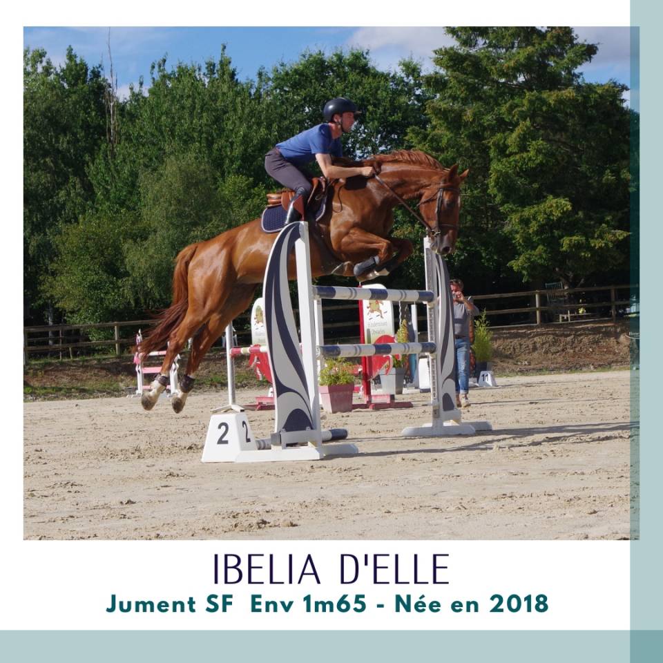 Mare Selle Fran&ccedil;ais For sale 2018 Chesnut