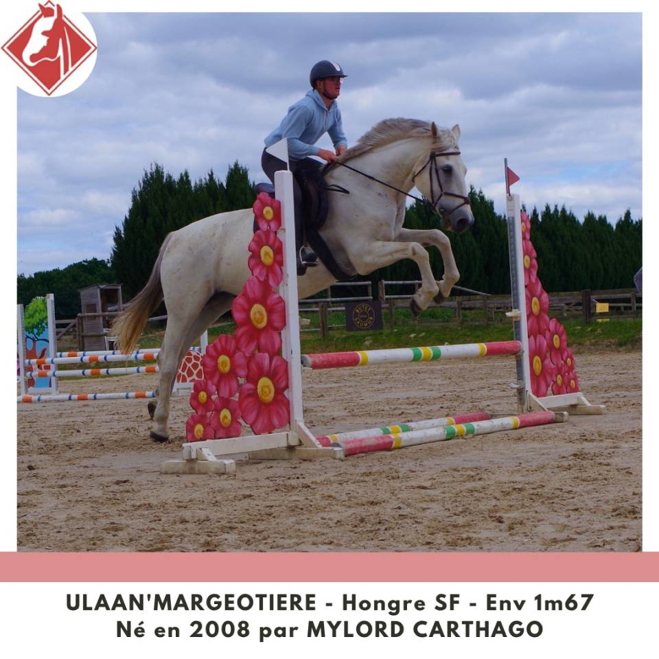 Gelding Selle Fran&ccedil;ais For sale 2008 Grey