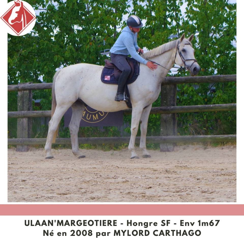 Gelding Selle Fran&ccedil;ais For sale 2008 Grey