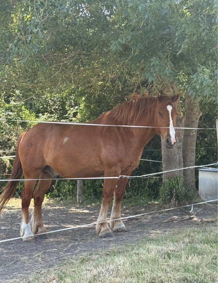 Gelding Other Horse Breed For sale 2020 Chesnut
