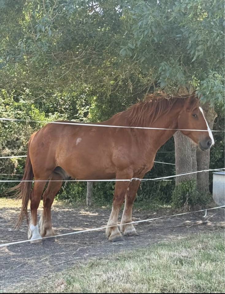 Gelding Other Horse Breed For sale 2020 Chesnut
