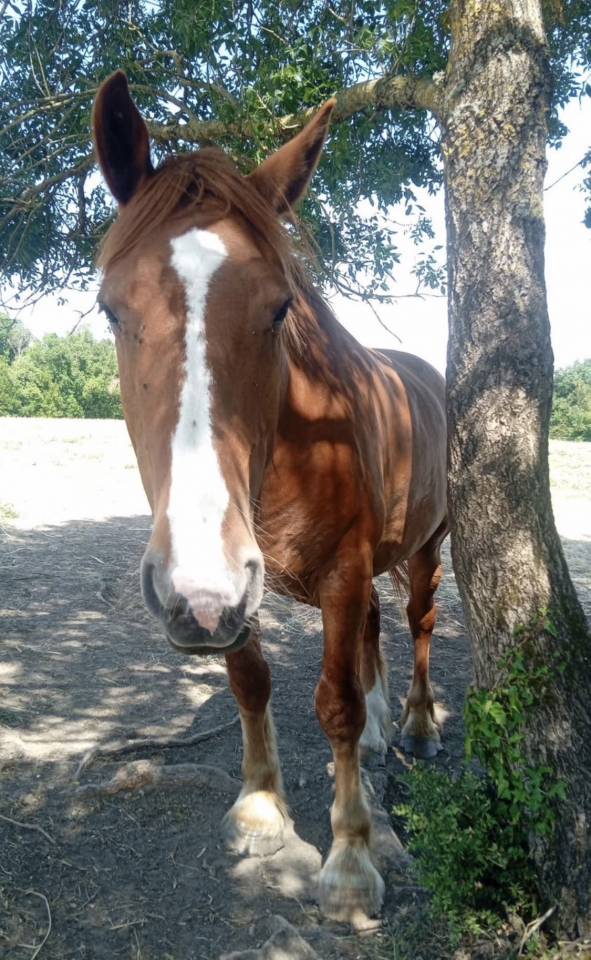 Gelding Other Horse Breed For sale 2020 Chesnut