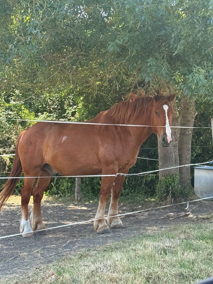 Gelding Other Horse Breed For sale 2020 Chesnut
