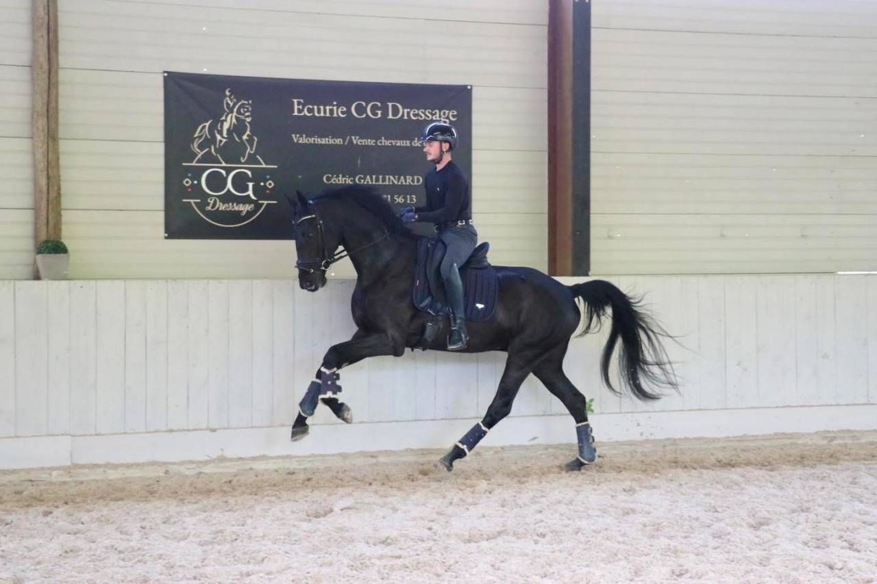 Gelding Hanoverian For sale 2022 Black