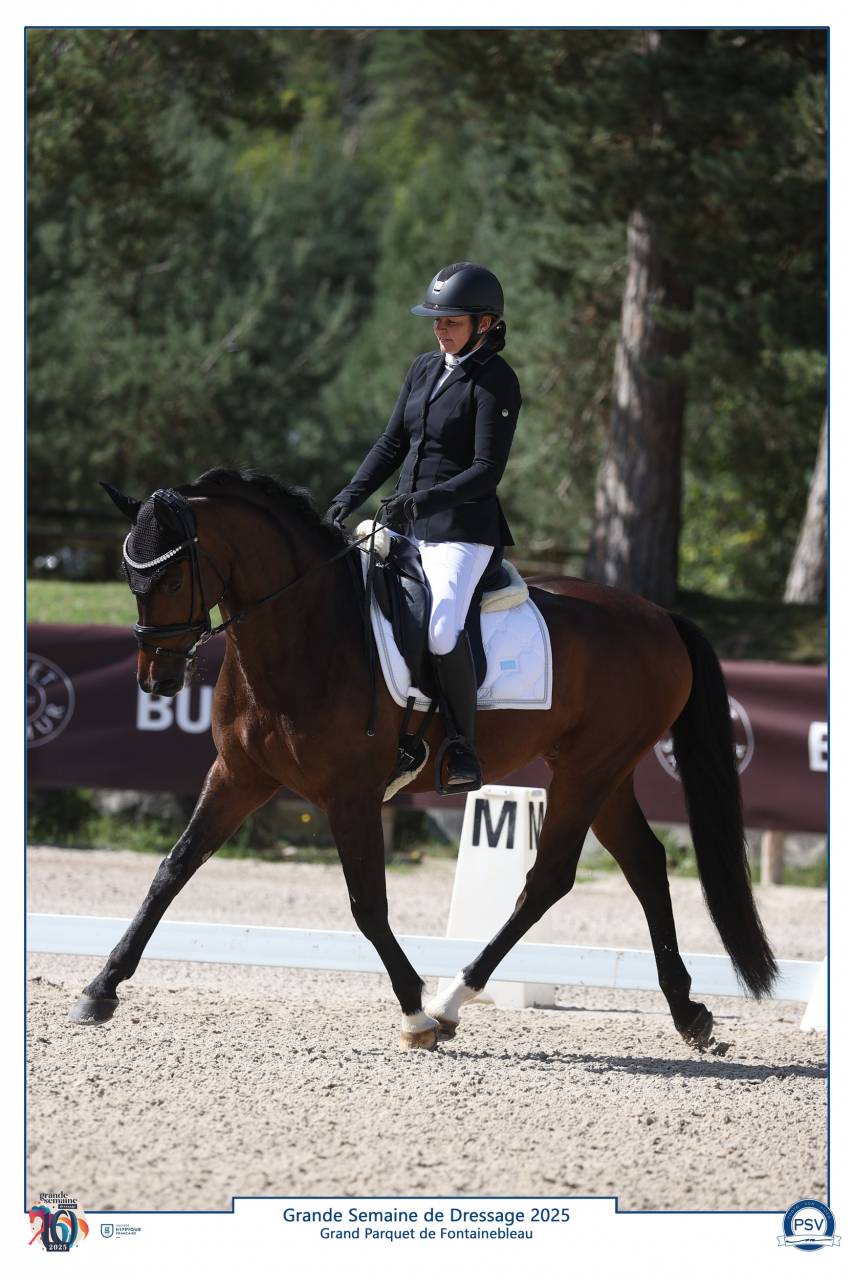 Gelding Selle Fran&ccedil;ais For sale 2020 Dark Bay