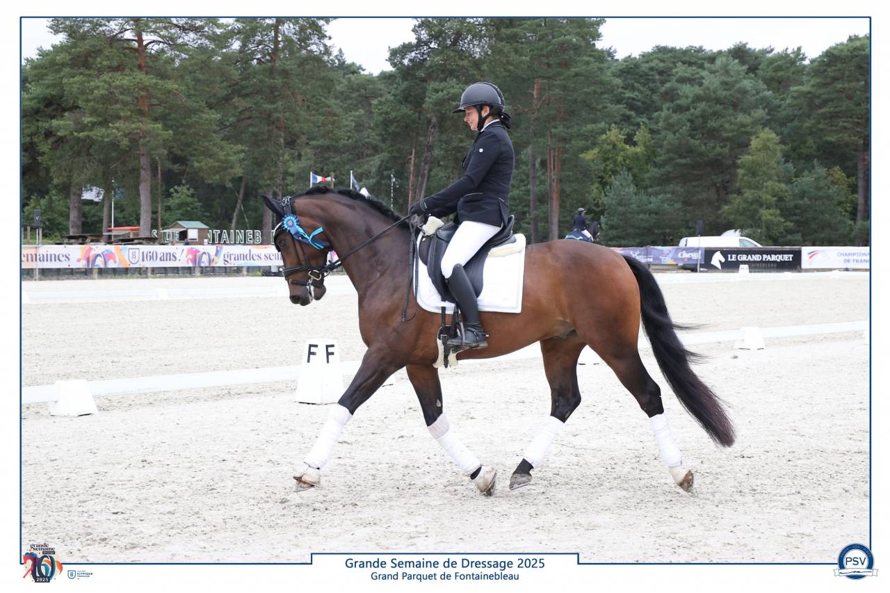 Gelding Selle Fran&ccedil;ais For sale 2020 Dark Bay