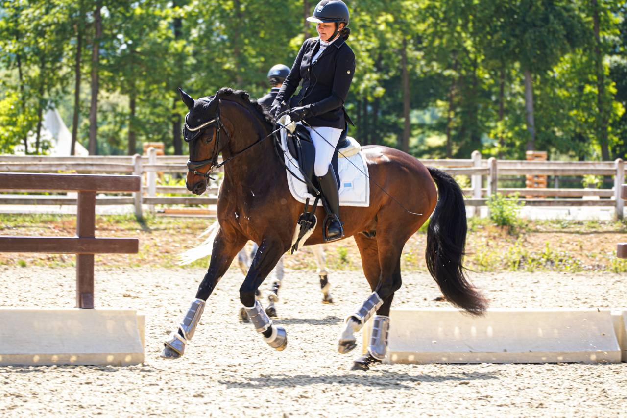 Gelding Selle Fran&ccedil;ais For sale 2020 Dark Bay