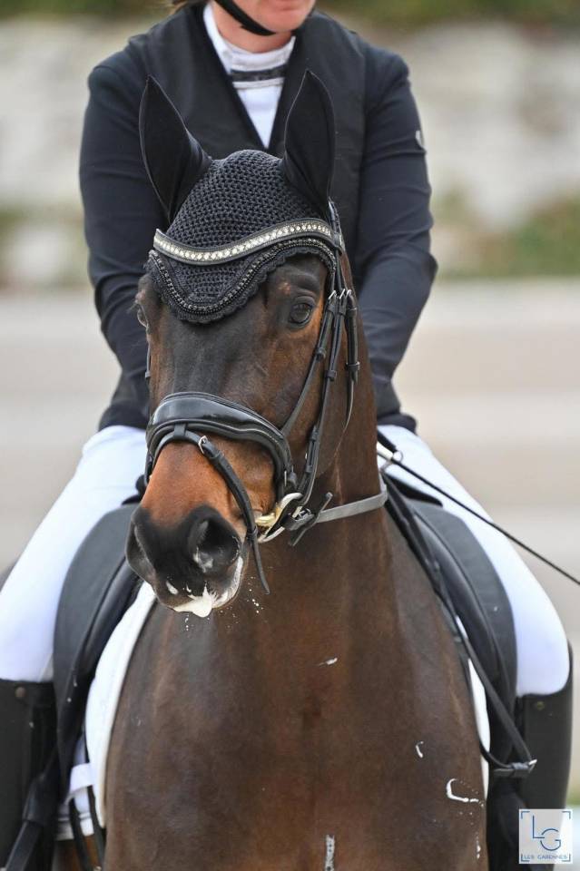 Gelding Selle Fran&ccedil;ais For sale 2020 Dark Bay