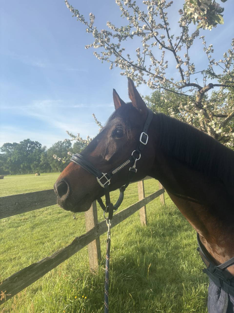 Gelding Selle Fran&ccedil;ais For sale 2020 Dark Bay