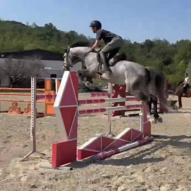 Mare Holsteiner For sale 2019 Grey