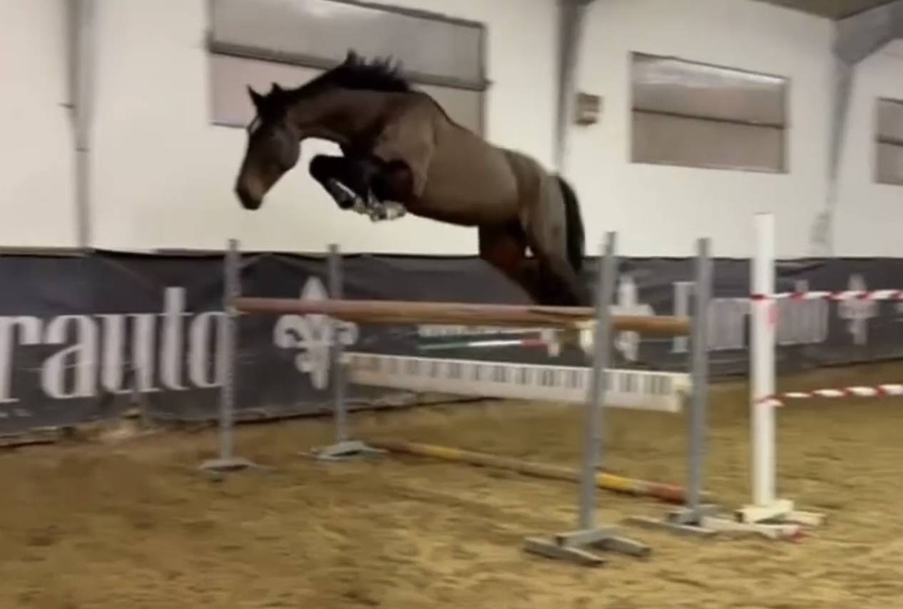 Gelding BWP Belgian Warmblood For sale 2019 Dark Bay