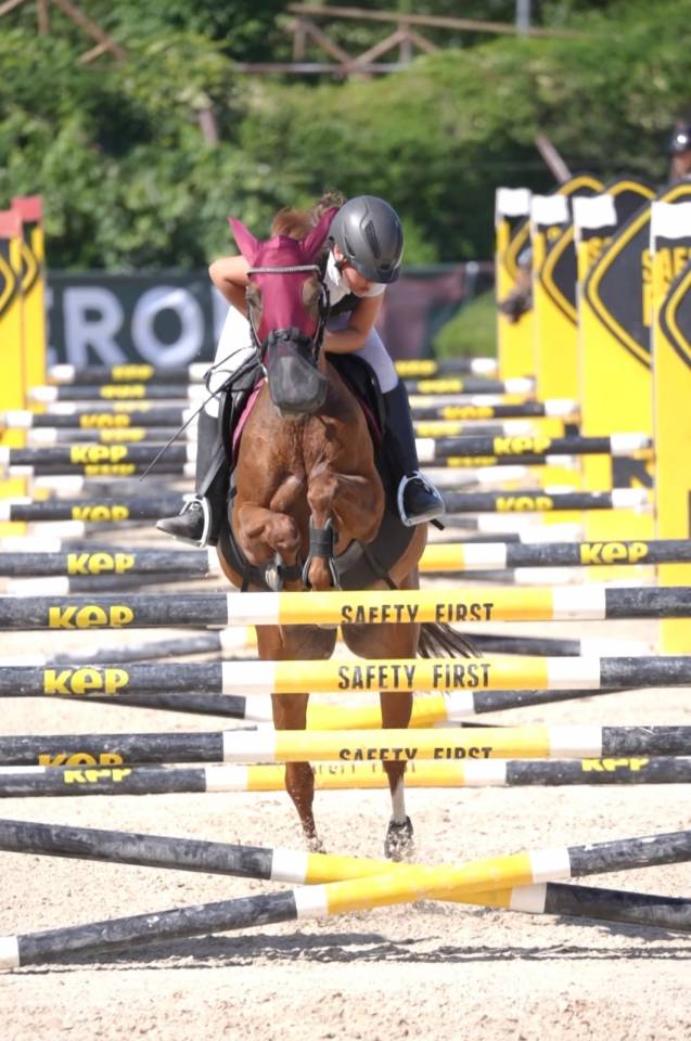 Mare French Saddle Pony For sale 2008 Chesnut