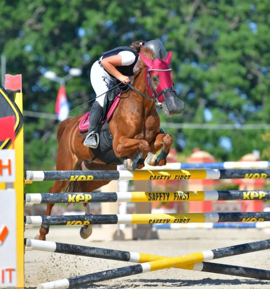 Mare French Saddle Pony For sale 2008 Chesnut
