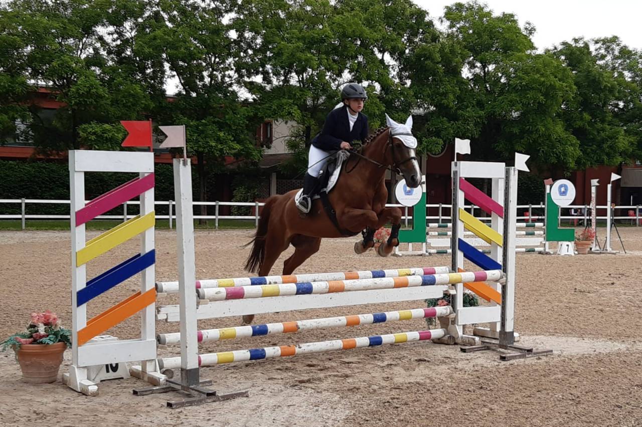 Mare French Saddle Pony For sale 2008 Chesnut