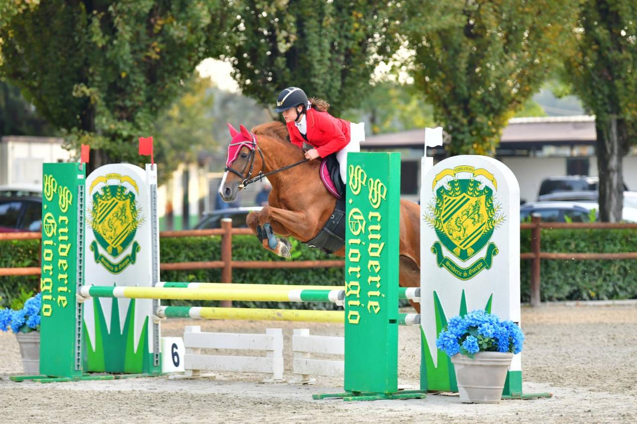 Mare French Saddle Pony For sale 2008 Chesnut