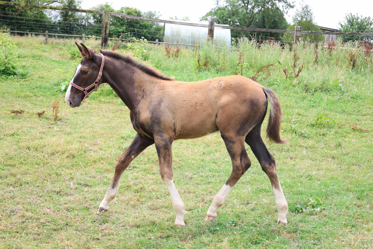 Colt Origin Recorded For sale 2026 Liver chestnut