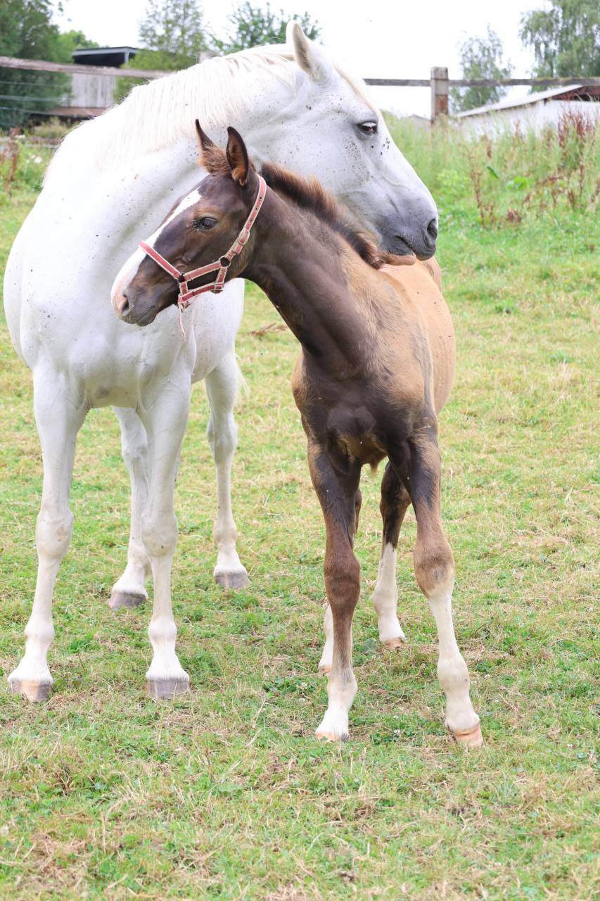 Colt Origin Recorded For sale 2026 Liver chestnut
