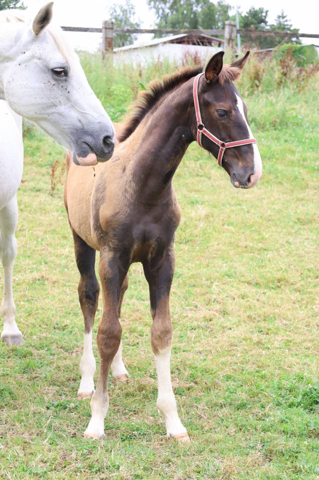 Colt Origin Recorded For sale 2026 Liver chestnut