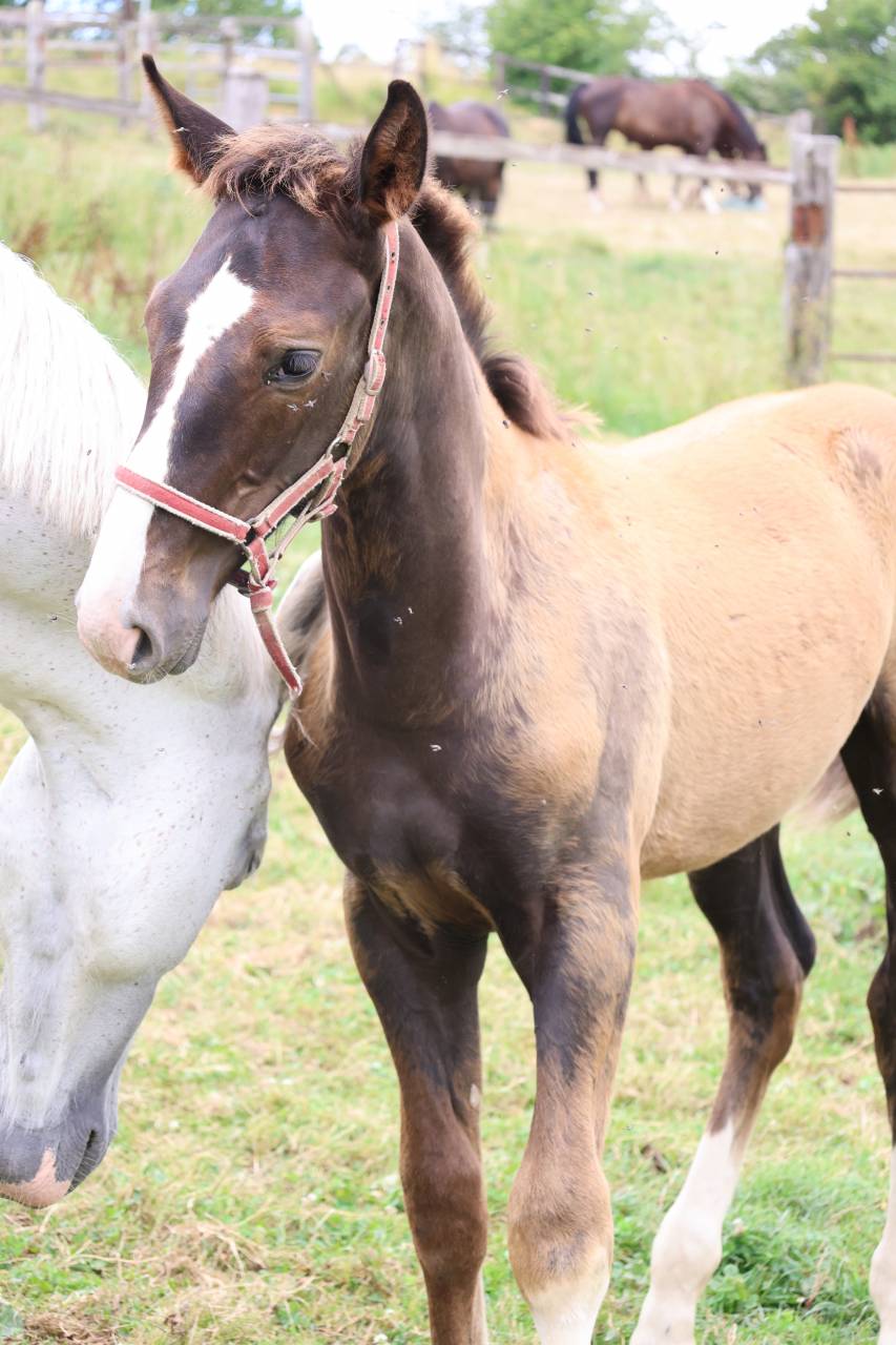 Colt Origin Recorded For sale 2026 Liver chestnut