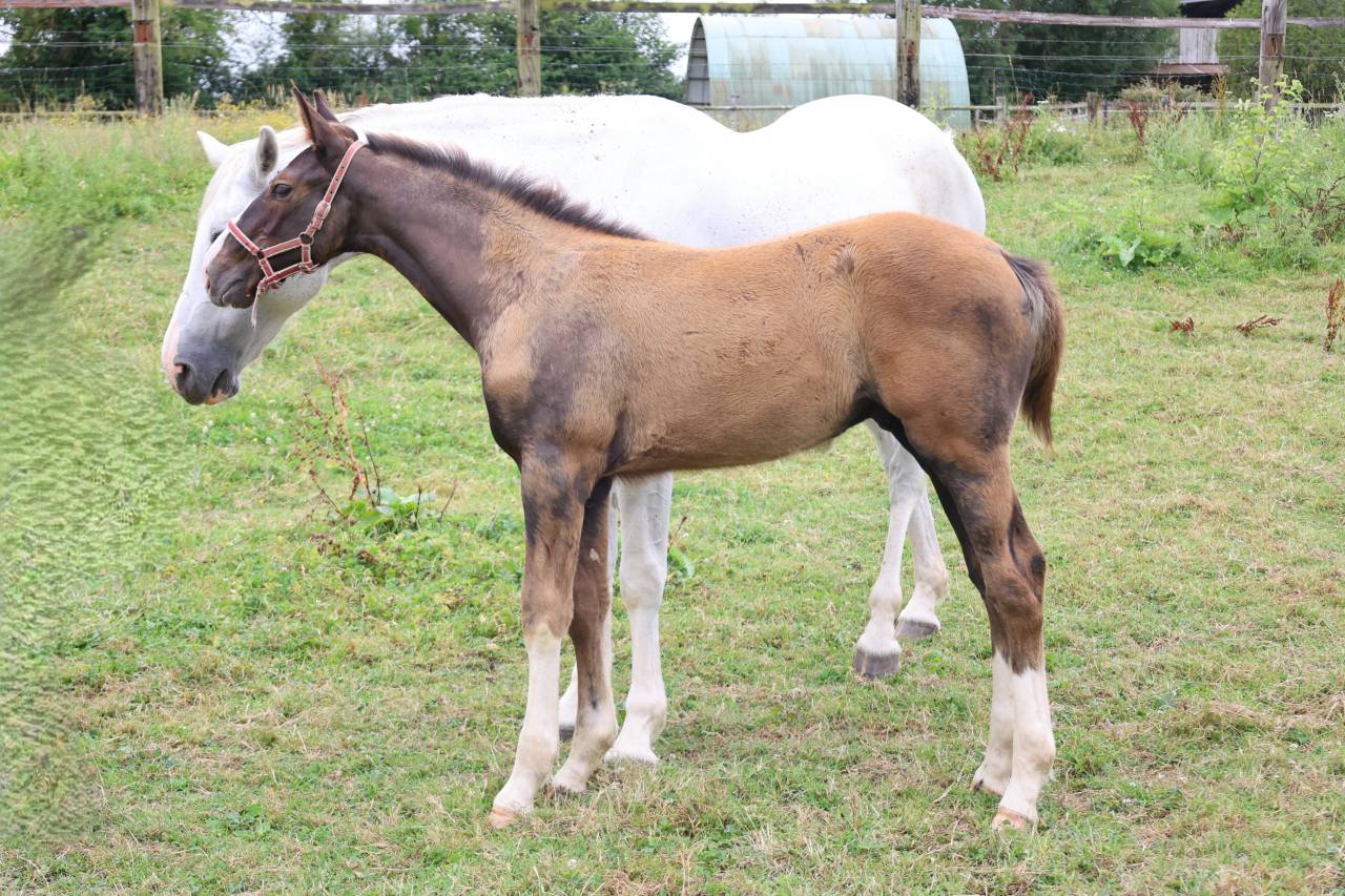 Colt Origin Recorded For sale 2026 Liver chestnut