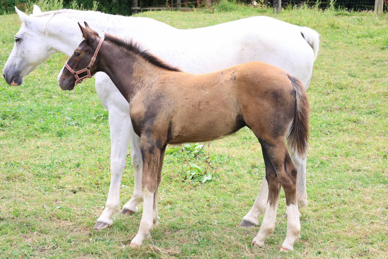 Colt Origin Recorded For sale 2026 Liver chestnut