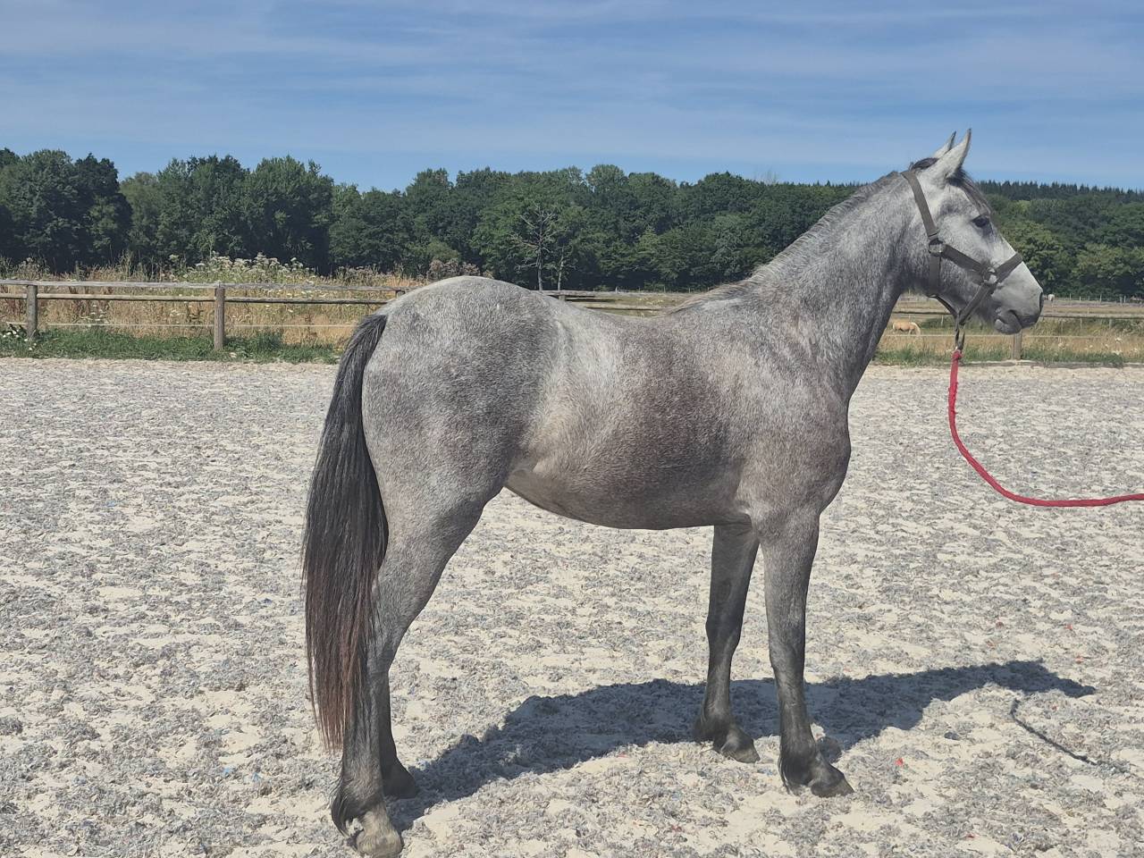 Filly Welsh Part Bred For sale 2024 Grey