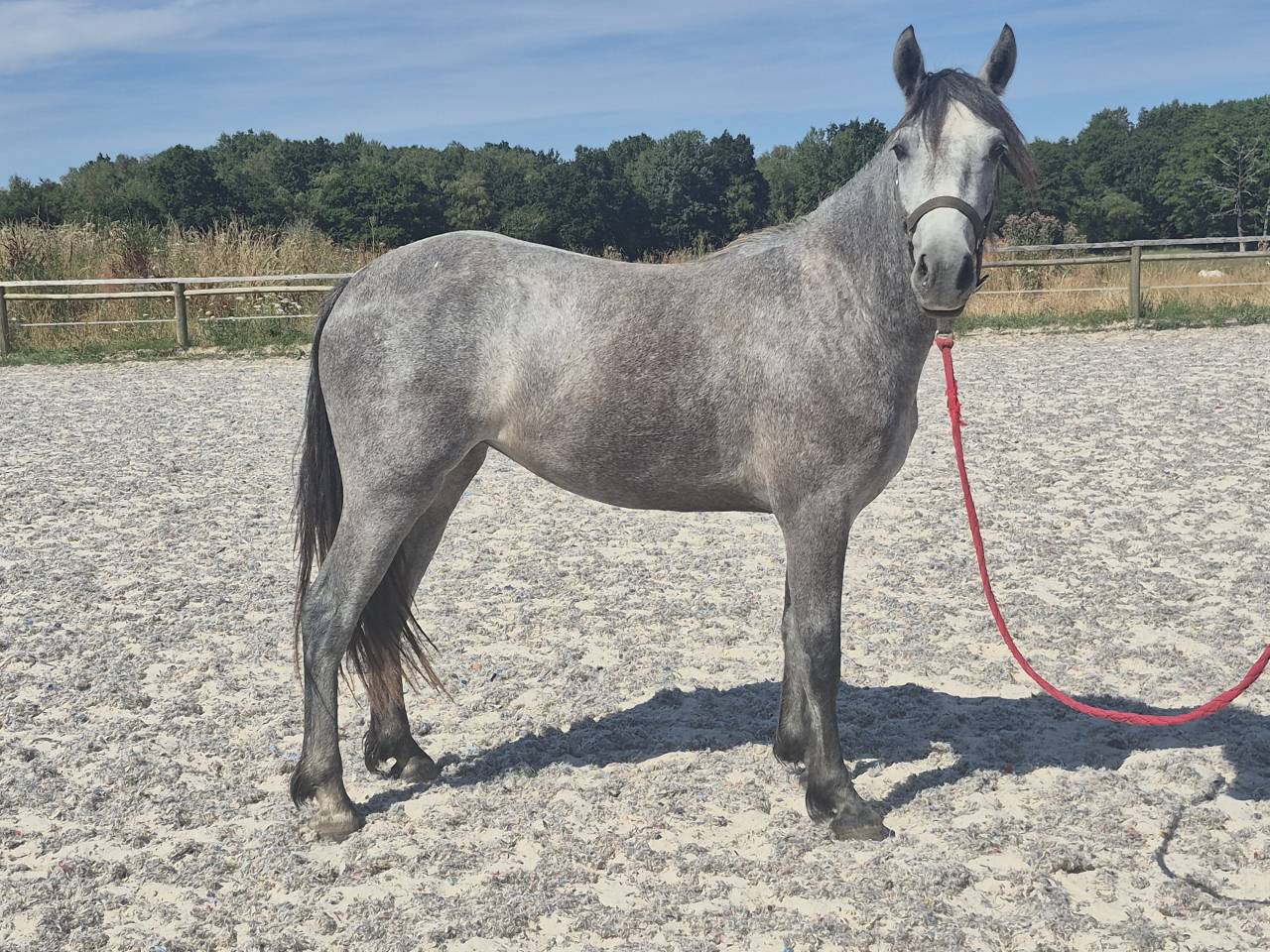 Filly Welsh Part Bred For sale 2024 Grey