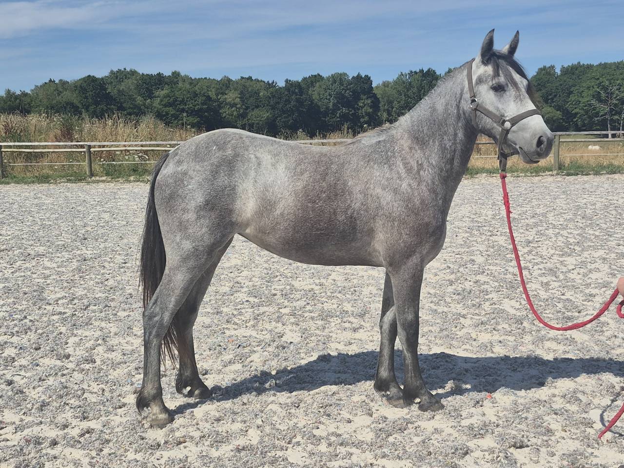 Filly Welsh Part Bred For sale 2024 Grey