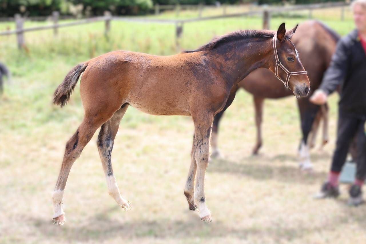 Colt Origin Recorded For sale 2026 Bay