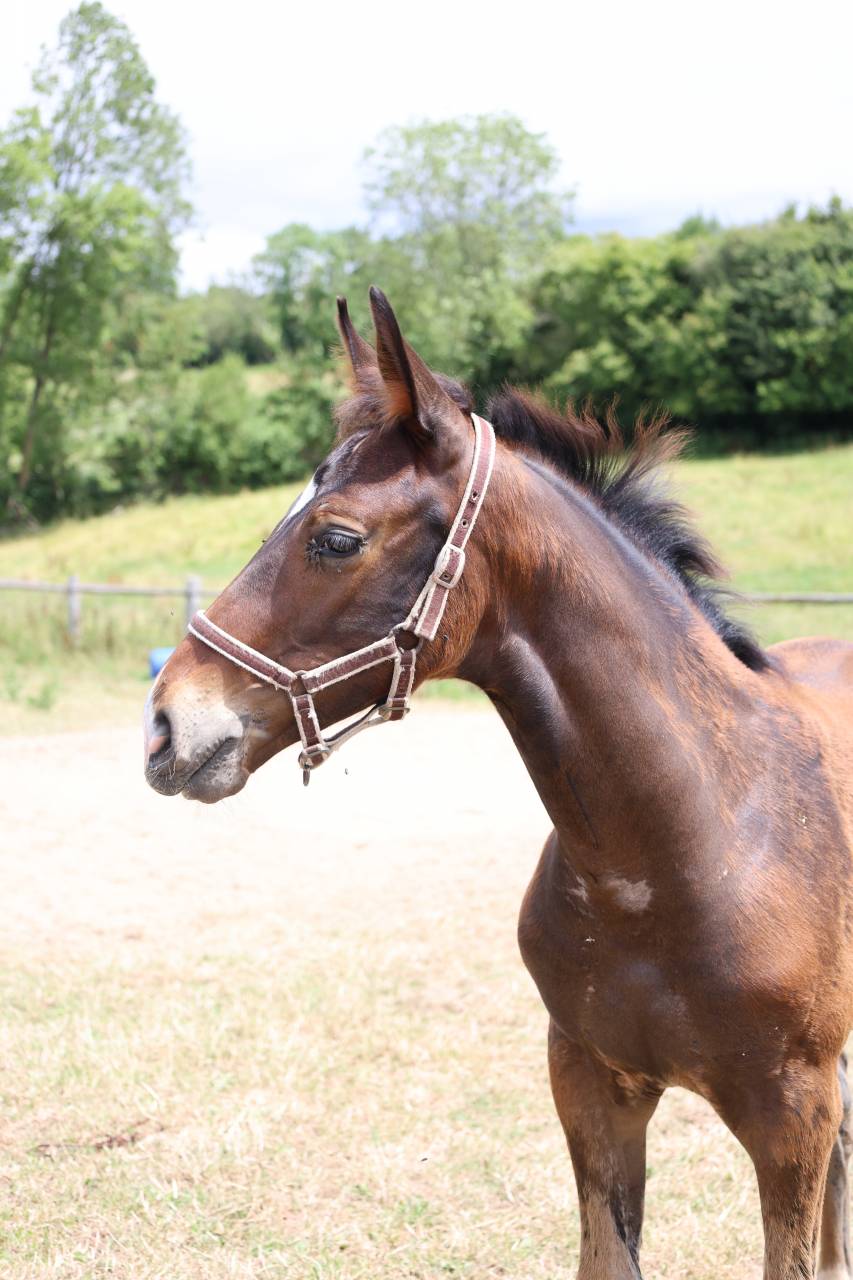 Colt Origin Recorded For sale 2026 Bay